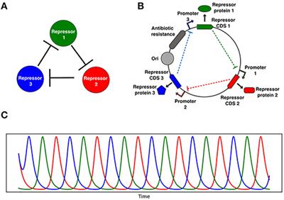 Novel Tunable Spatio-Temporal Patterns From a Simple Genetic Oscillator Circuit